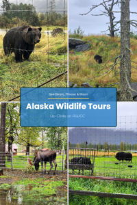 Alaska Wildlife Tour - See Bears, Moose, and Bison at AWCC | Dohrn Travels