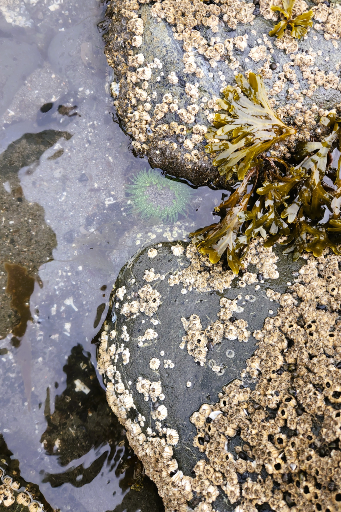 Bishop Beach Tide Pool – Homer, Alaska - Dohrn Travels Tide pool at Bishop Beach in Homer, Alaska with barnacles, seaweed, and a green sea anemone.