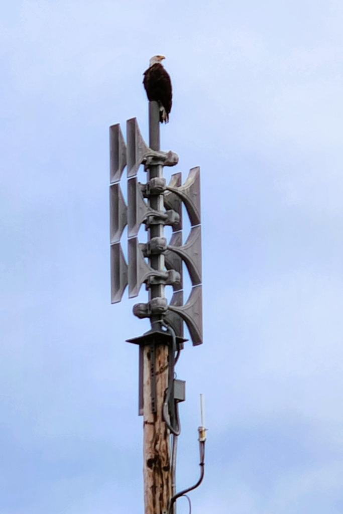 Bald Eagle on Siren Pole in Homer Spit Alaska - Dohrn Travels Bald eagle perched on a siren pole in Homer Spit Alaska