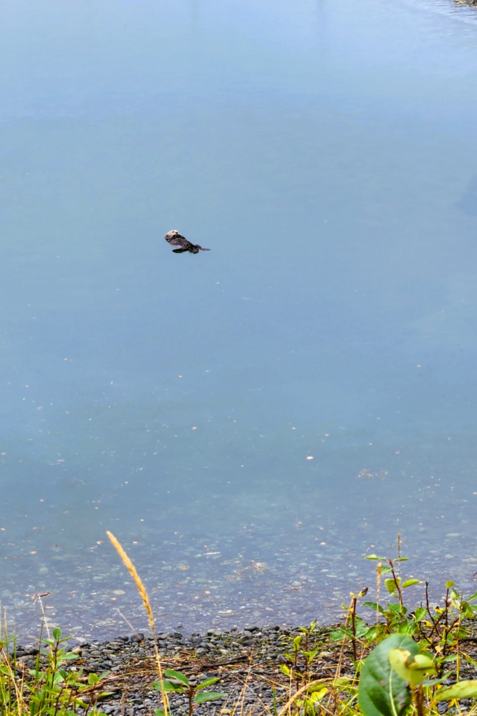 Sea Otter Resting in Homer Spit Harbor Marina, Alaska - Dohrn Travels Sea otter sleeping peacefully in the calm waters of Homer Spit Harbor Marina, Alaska.