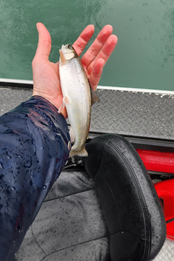 King of the River Kenai River Fishing Trip – Dolly Varden Catch - Dohrn Travels Angler holding a small Dolly Varden trout caught on the Kenai River during a guided King of the River fishing trip in Alaska.