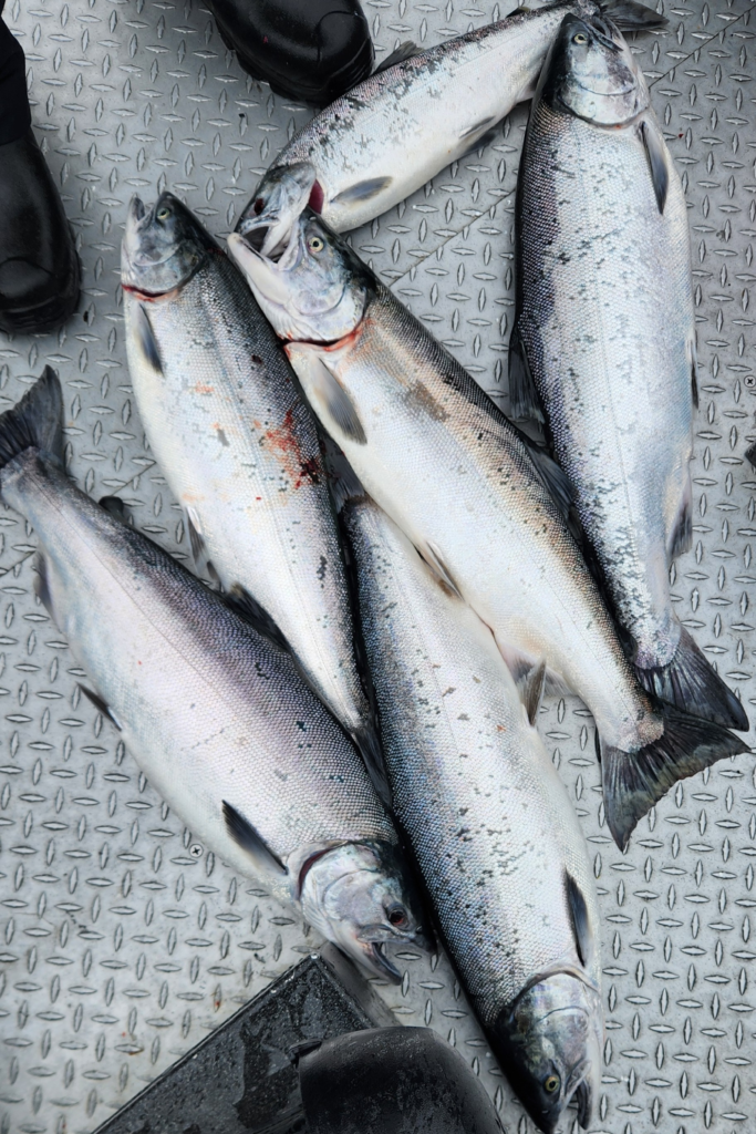 King of the River Kenai River Fishing Trip – Silver Salmon Catch - Dohrn Travels Freshly caught silver salmon from a King of the River fishing charter on the Kenai River in Alaska.
