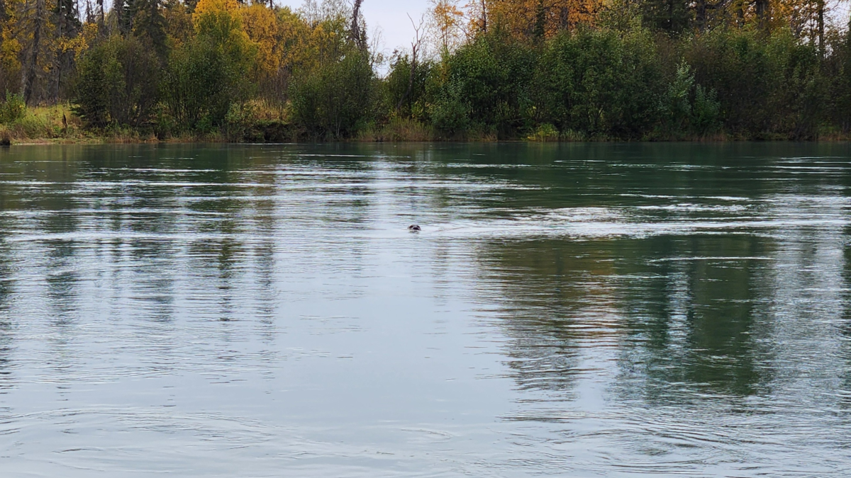 King of the River Kenai River Fishing Trip – Sea Lion Sighting - Dohrn Travels Sea lion swimming in the Kenai River during a King of the River guided fishing trip in Alaska.