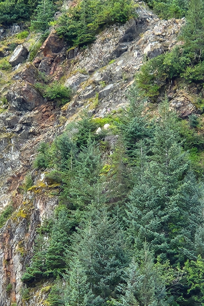Mountain goats perched high on a rocky cliff in Kenai Fjords National Park, spotted during a Major Marine Tours wildlife cruise from Seward, Alaska.