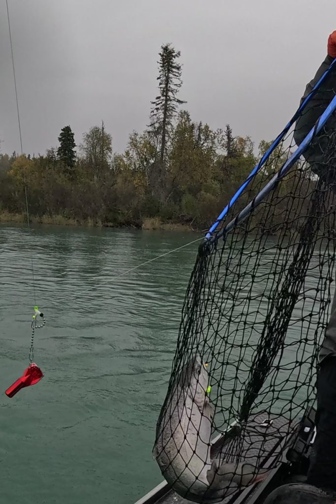 Salmon Caught in Net on the Kenai River – Alaska Fishing Trip - Dohrn Travels Freshly caught salmon in a fishing net on the Kenai River in Alaska during a guided salmon fishing trip.