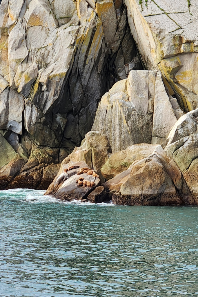 Steller sea lions sunbathing on rocky cliffs along the Kenai Fjords coastline, spotted during a Major Marine Tours wildlife cruise from Seward, Alaska.