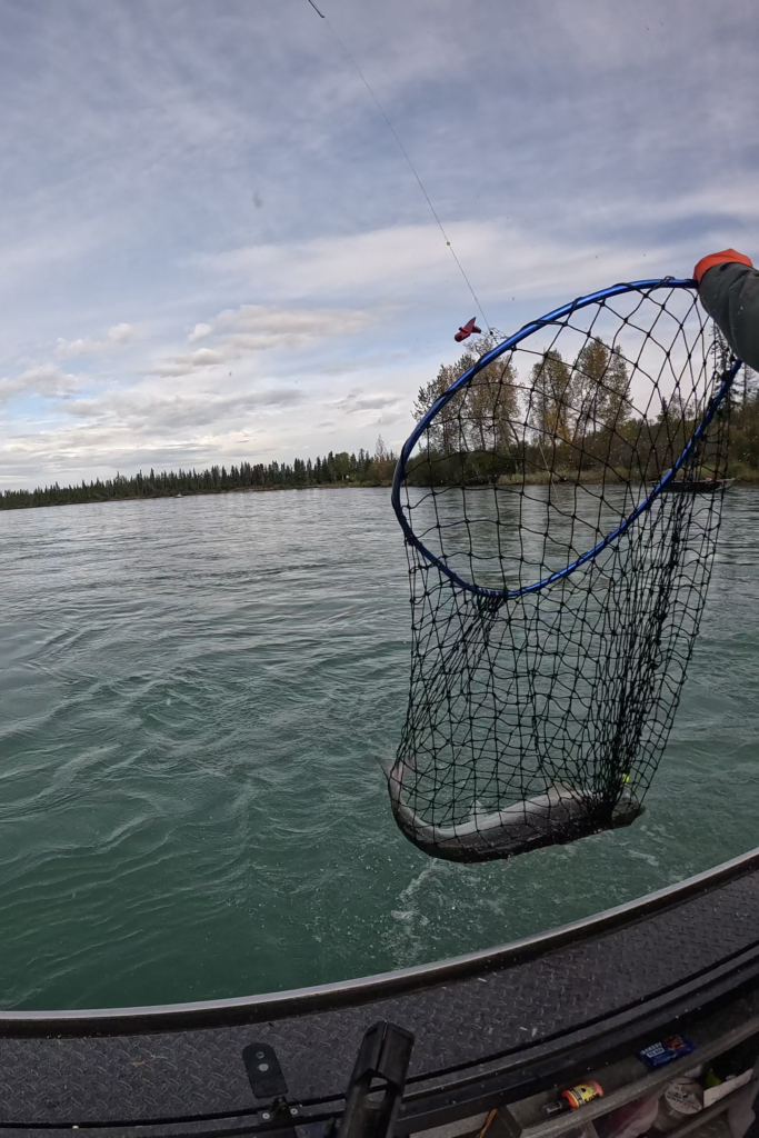 Silver Salmon Netted on the Kenai River – Alaska Fishing Adventure - Dohrn Travels Angler lifting a freshly caught Silver Salmon (Coho) from the Kenai River in Alaska with a fishing net.