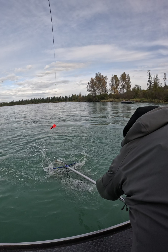 Kenai River Salmon Fishing – Netting a Catch in Alaska - Dohrn Travels Angler netting a salmon on the Kenai River in Alaska during a fishing trip surrounded by scenic forest and calm water.