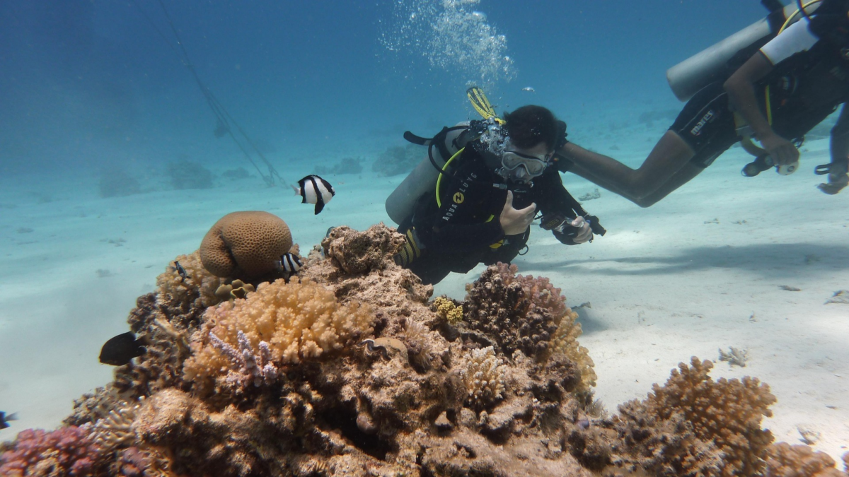 Exploring Aruba’s Coral Reefs - Dohrn Travels Divers exploring a coral reef with tropical fish in clear water in Aruba. Mangel Halto snorkeling