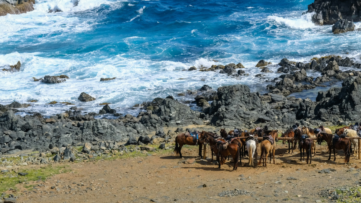 Aruba excursions. Group of saddled horses resting along Aruba’s rocky coastline near the natural pool.