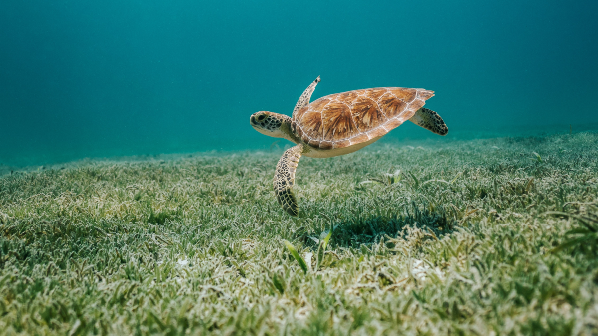Best things to do in Aruba. Sea turtle swimming above seagrass in the clear blue waters of Aruba.