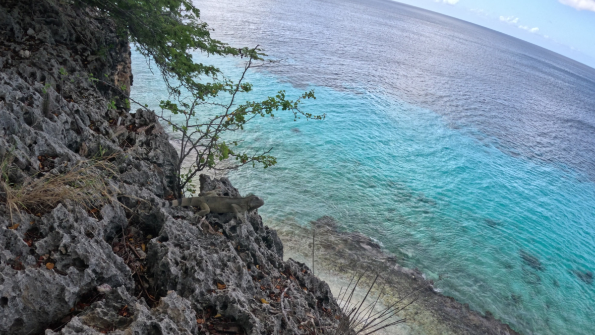Iguana Above 1000 Steps Bonaire - Dohrn Travels Iguana overlooking the ocean above 1000 Steps Bonaire. how hard is 1000 steps Bonaire