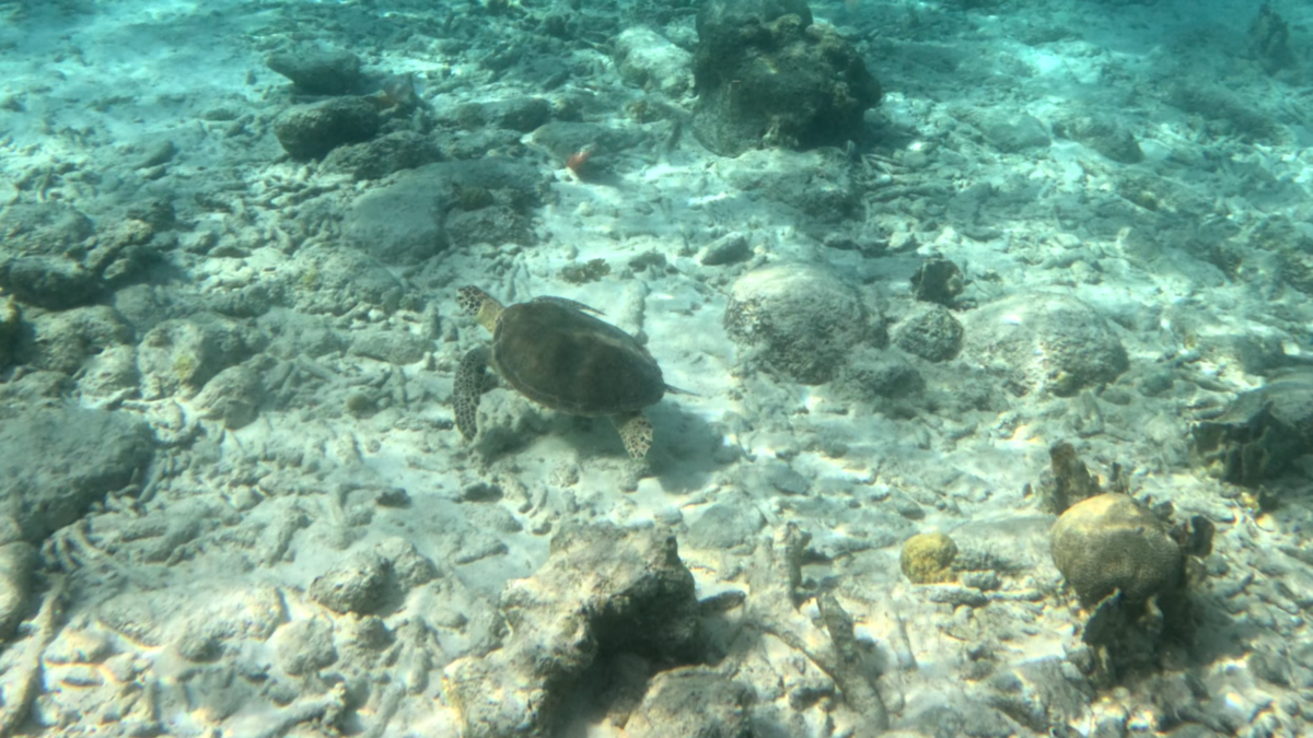 Sea Turtle at 1000 Steps Bonaire - Dohrn Travels Sea turtle swimming near the reef at 1000 Steps Bonaire. snorkeling conditions at 1000 steps Bonaire