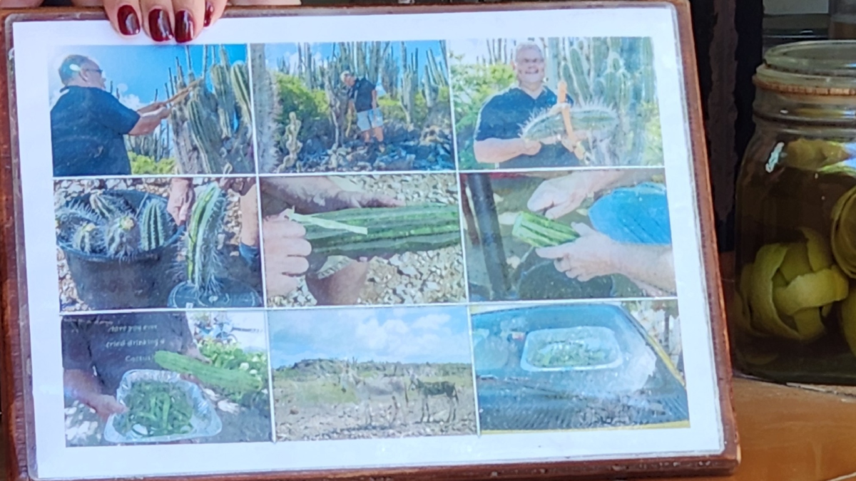 Cadushy Cactus Harvesting Process - Dohrn Travels Cadushy cactus harvesting process display at The Cadushy Distillery in Bonaire