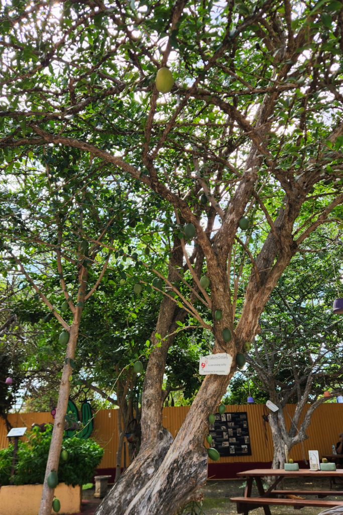 Calabash Tree at Cadushy Distillery - Dohrn Travels Calabash tree at The Cadushy Distillery in Bonaire