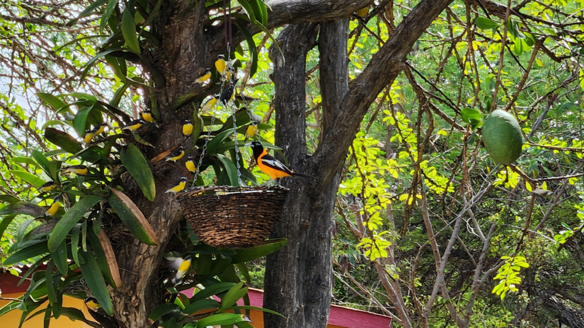 Birds in the Courtyard at Cadushy Distillery - Dohrn Travels Yellow birds feeding in trees at The Cadushy Distillery courtyard in Bonaire