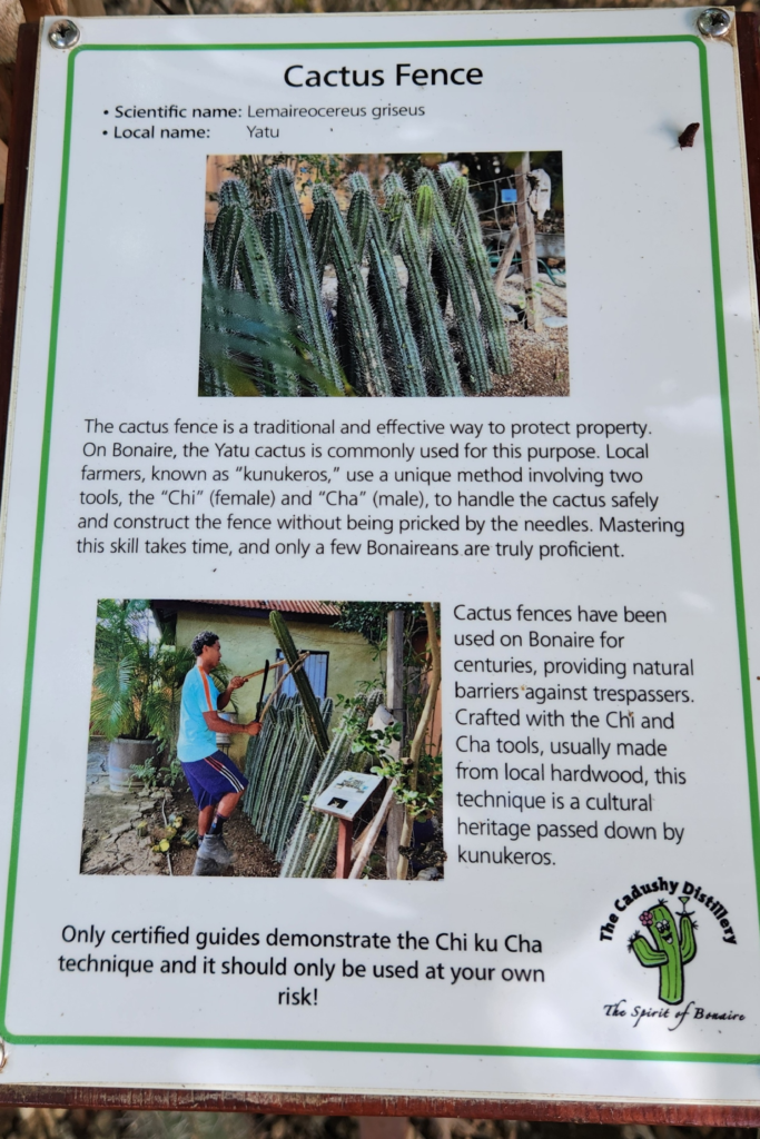 Cactus Fence Sign at Cadushy Distillery - Dohrn Travels Cactus fence informational sign at The Cadushy Distillery in Bonaire