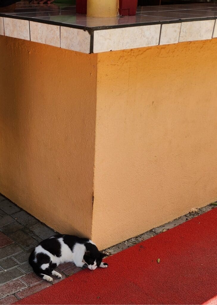 Courtyard Cat at The Cadushy Distillery - Dohrn Travels Cat resting in the courtyard at The Cadushy Distillery in Bonaire