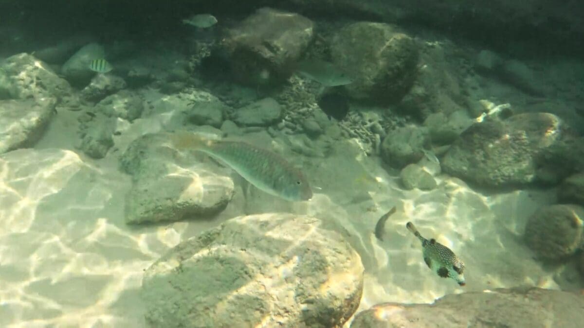 Reef fish and pufferfish swimming among rocks while snorkeling at Grote Knip Beach Curaçao