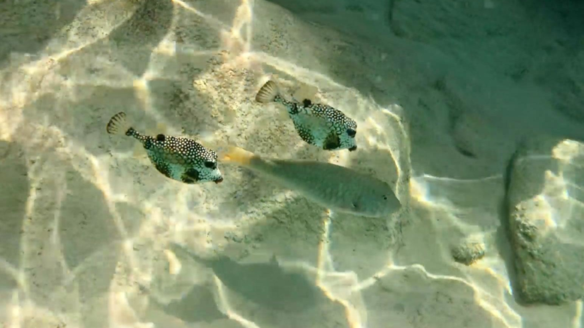 Spotted pufferfish and reef fish in shallow water at Grote Knip Beach snorkeling area