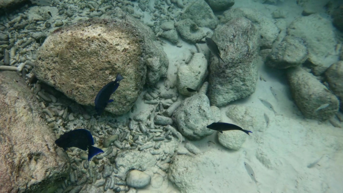Multiple reef fish swimming around rocks while snorkeling at Grote Knip Beach