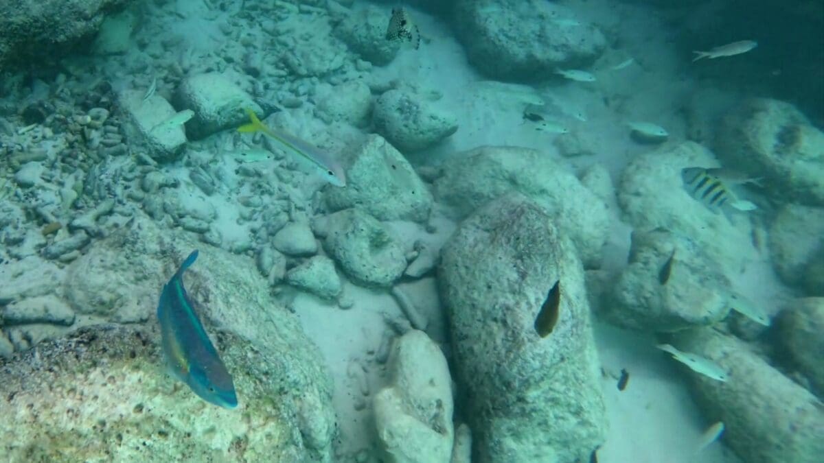 Mixed reef fish species over rocky bottom while snorkeling at Grote Knip Beach