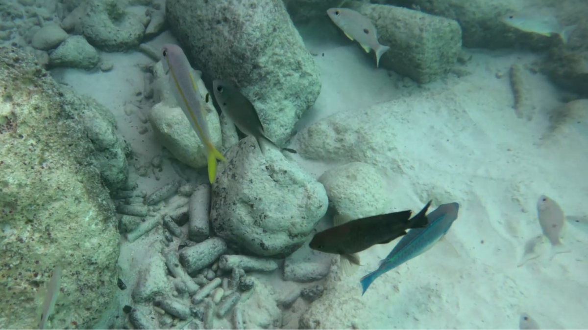 Reef fish swimming around coral rubble while snorkeling at Grote Knip Beach