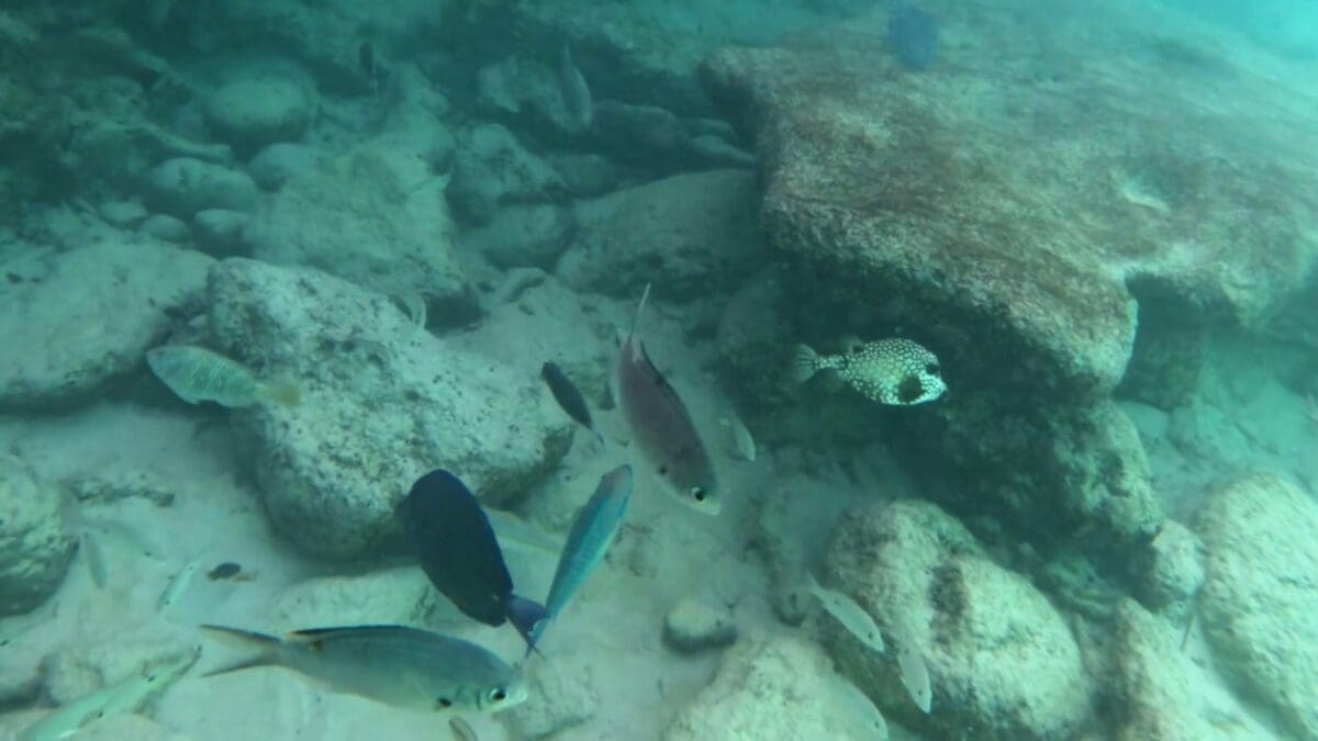 Multiple reef fish species seen while snorkeling at Grote Knip Beach Curaçao