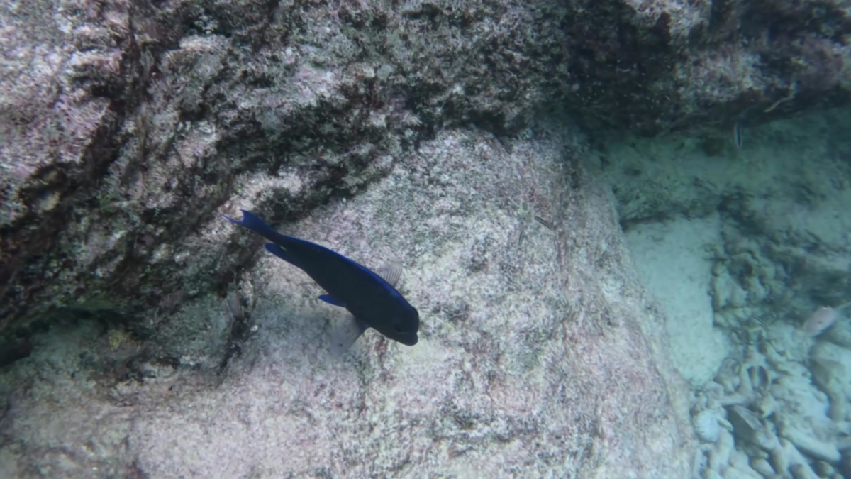 Reef fish swimming along rocky shoreline while snorkeling at Grote Knip Beach Curaçao