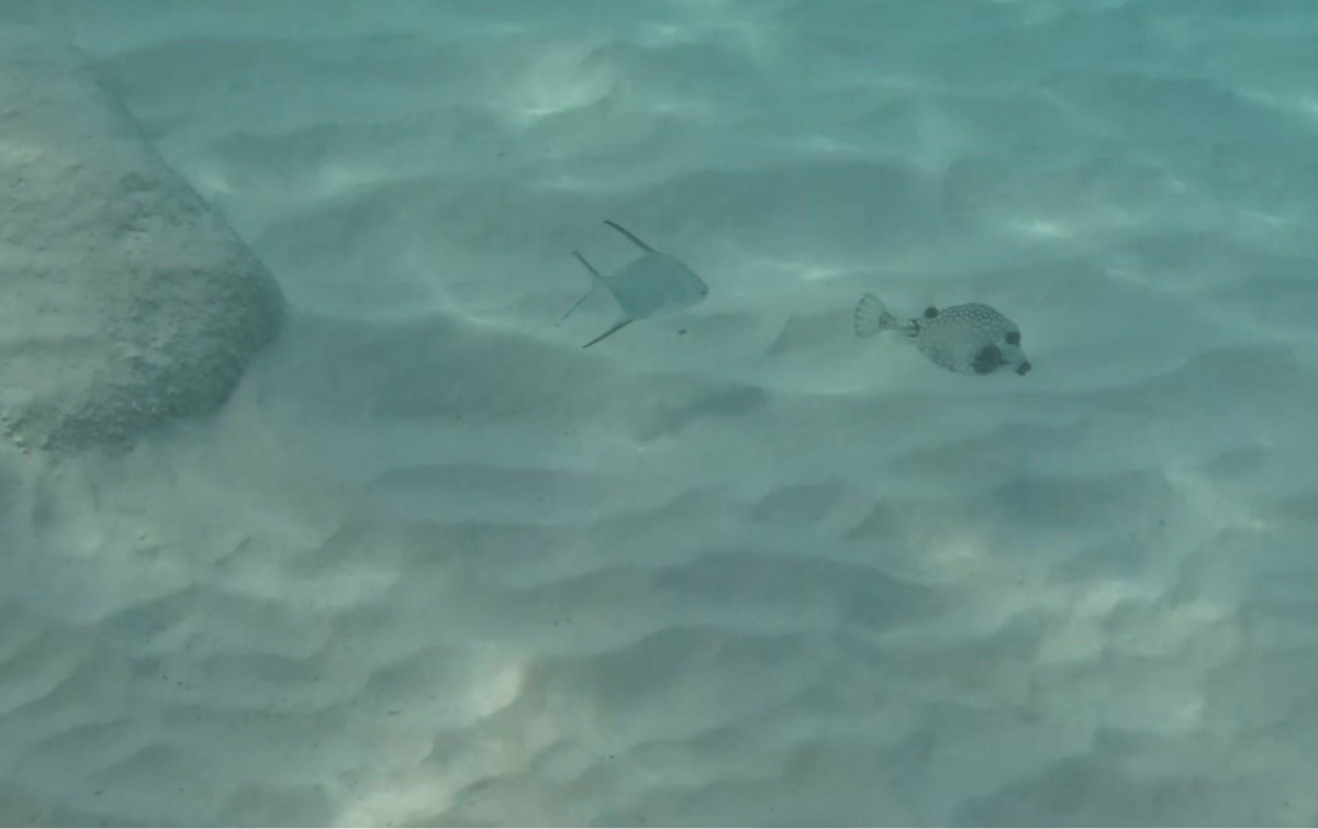 Shallow-water reef fish seen while snorkeling at Grote Knip Beach in Curaçao