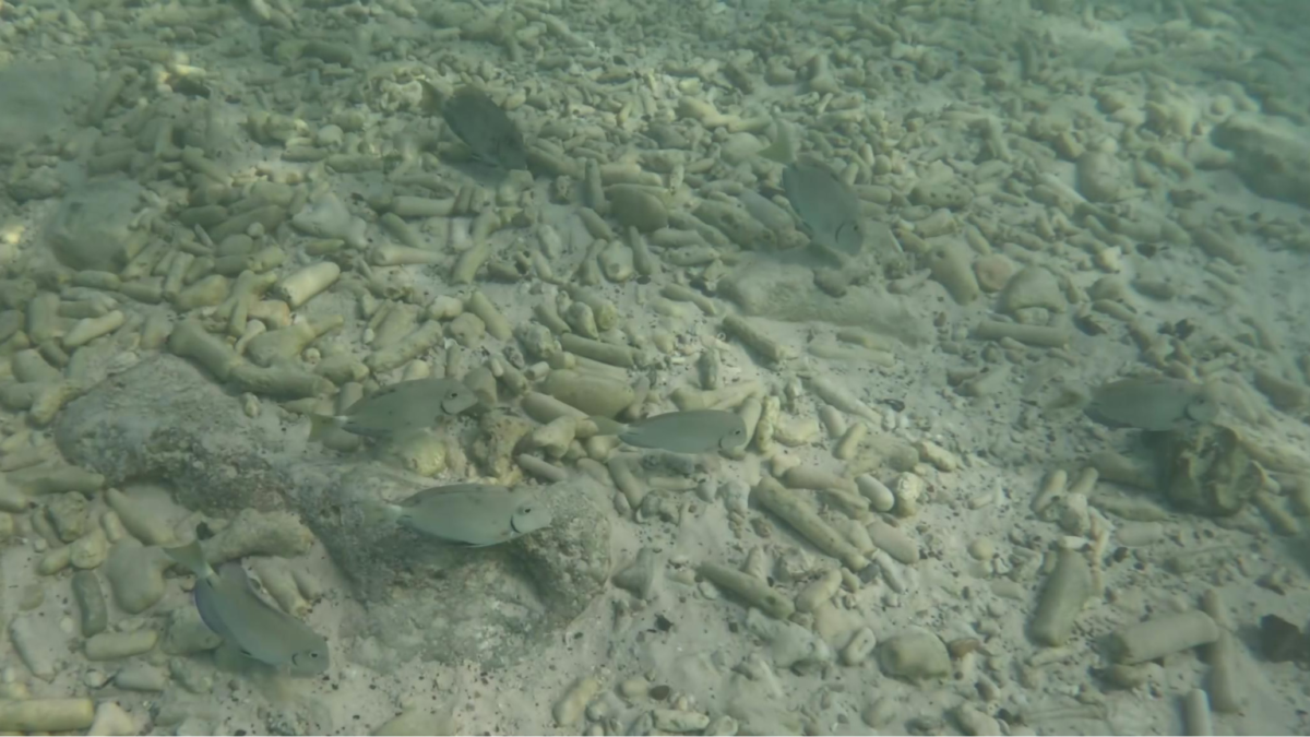 School of reef fish over coral rubble while snorkeling at Grote Knip Beach Curaçao