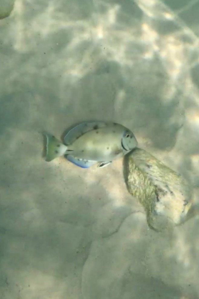 Snorkeling at Grote Knip Beach showing a reef fish swimming over sandy bottom near rocks in Curaçao