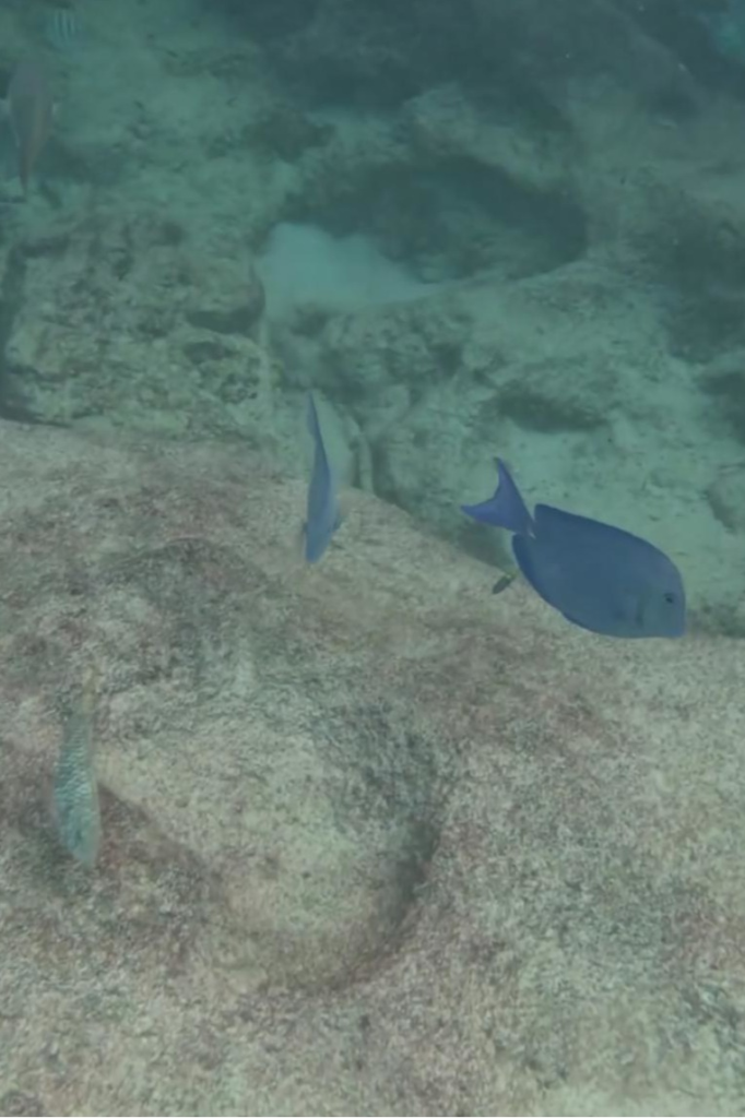 Blue tang and reef fish swimming along rocky seabed at Grote Knip Beach snorkeling area
