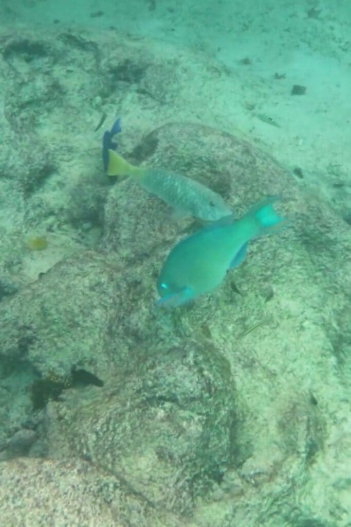 Parrotfish and reef fish swimming near rocks while snorkeling at Grote Knip Beach Curaçao