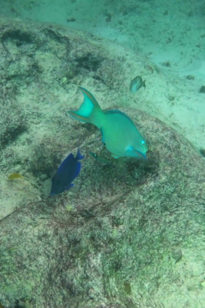 Blue parrotfish swimming over rocky reef while snorkeling at Grote Knip Beach in Curaçao